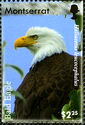 Bald Eagle (Haliaeëtus leucocephalus)